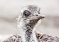 Emu portrait - Dromaius novaehollandiae, bird scene