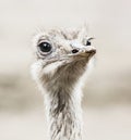 Emu portrait - Dromaius novaehollandiae, close up of bird