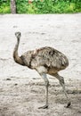 Emu portrait - Dromaius novaehollandiae, flightless bird portrait