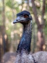 Emu portrait in HARTLEYâS CROCODILE ADVENTURES Royalty Free Stock Photo