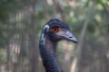 Emu portrait in HARTLEYâS CROCODILE ADVENTURES Royalty Free Stock Photo