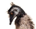 Emu portrait isolated on white background Royalty Free Stock Photo