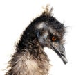 Emu portrait isolated on white background Royalty Free Stock Photo