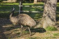 Emu portrait Royalty Free Stock Photo