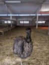 Emu on a Russian ostrich farm. Moscow oblast.