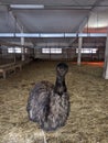 Emu on a Russian ostrich farm. Moscow oblast.