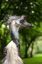Emu Savannah Bird Head Close Up Profile Portrait Vertical Royalty Free Stock Photo