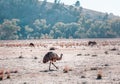 Emu is the second largest bird.