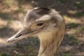 Emu at Call of the Wild Zoo