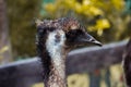 Emu side portrait(Sydney Zoo) Royalty Free Stock Photo