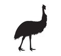 Emu Silhouette. Black Icon