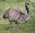 Emu Standing Royalty Free Stock Photo