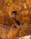 Emu standing in front of stony wall Royalty Free Stock Photo