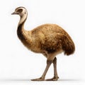 Emu Standing Upright Against White Background in Studio Settingon Royalty Free Stock Photo