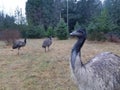 Emu stock photo, pet emus, ostrich relative. Unusual pet, exotic pet, ratite flightless bird