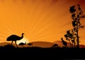 Emus and kangaroos in sunset with rays