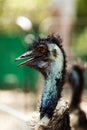 Emu talking to the visitors in safari park. Royalty Free Stock Photo
