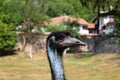 The emu is the tallest bird in Australia that does not fly Royalty Free Stock Photo