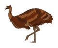 Emu vector illustration isolated on white background. Emu bird. Cartoon character. Australian endemic emu. Royalty Free Stock Photo