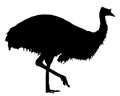 Emu bird vector silhouette.