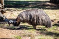 Emu Royalty Free Stock Photo