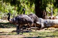 Emu Royalty Free Stock Photo