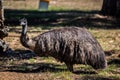 Emu Royalty Free Stock Photo