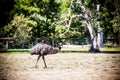 Emu Royalty Free Stock Photo