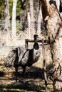 Emu is a very large animal dismembered wings but can not fly Royalty Free Stock Photo