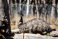 Emu is a very large animal dismembered wings but can not fly Royalty Free Stock Photo