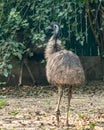 A Emu walking on a field Royalty Free Stock Photo