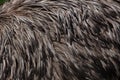 Emu (Dromaius novaehollandiae). Plumage texture.