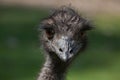 Emu (Dromaius novaehollandiae).