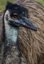 Emu in Yeppoon Royalty Free Stock Photo