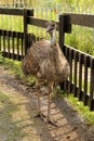 Emu in Zoo Royalty Free Stock Photo