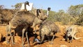 Emus, australia