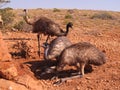 Emus, australia Royalty Free Stock Photo