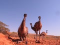 Emus, australia Royalty Free Stock Photo