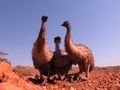 Emus, australia Royalty Free Stock Photo