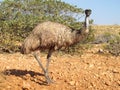 Emus, australia