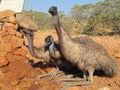 Emus, australia Royalty Free Stock Photo