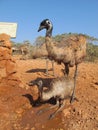Emus, australia Royalty Free Stock Photo