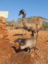 Emus, australia