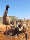 Emus, australia Royalty Free Stock Photo