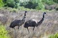 Emus (Dromaius novaehollandiae)