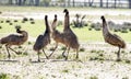 Emus Royalty Free Stock Photo