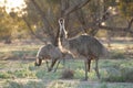 Emus grazing in Currawinya national park.