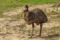 The Emu Dromaius novaehollandiae, Australian largest native bird,relative of ostrich.