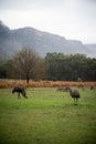 Emus and Kangaroos at the field with Grampians on the background, Halls Gap, Victoria, Australia