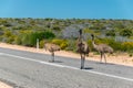 Emus on the road Royalty Free Stock Photo